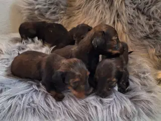 Langhåret Gravhundehvalpe