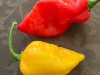 chili frø - se tekstfelt