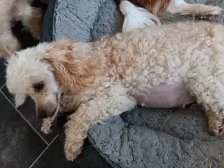 Toy puddel dreng 