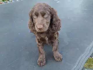 Hundehvalpe Kleiner Münsterländer 