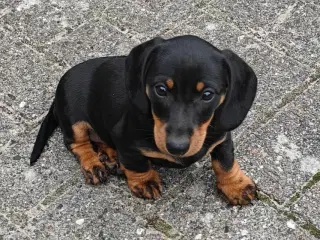 Gravhunde hvalpe.