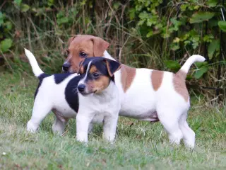 Jack Russell hvalpe