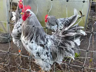 Haner, Silverruds blå i splash