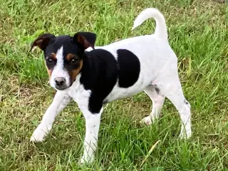 Dansk Svensk Gårdhund