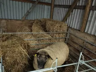 Bufas søger nye kæreste 