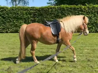 Lækker 4 års islænder