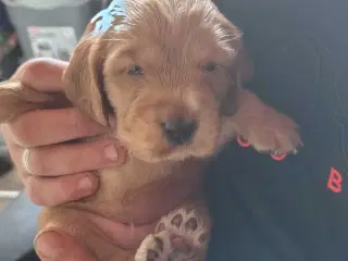 Cocker Spaniel 
