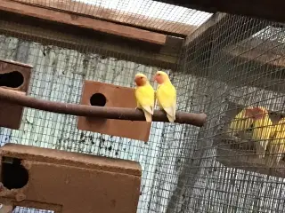 Lutino Rosenhoved dværgpapegøjer