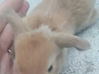 Søde kaninunger sælges