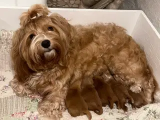 🧡Smukke Abrikos & Røde små 🧡