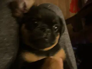 Sød blandingshvalpe