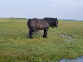 5 jyske hopper og en hingst sælges samlet. 