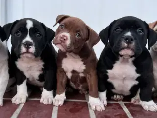 Vores skønne American bully børn