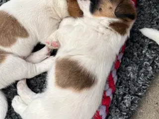 Jack Russell hvalp