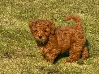 Maltipoo  