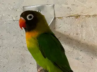 Sodbrunhovedet Dværgpapegøje 