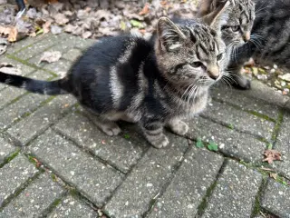 Sidste kattekilling tilbage