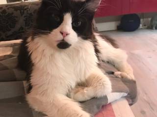 Maine Coon med stamtavle