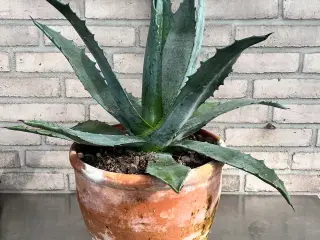 Agave stor 60+cm i 30cm potte