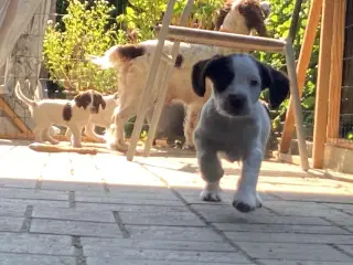 Springer Spaniel 3 💙🐶 tilbage 