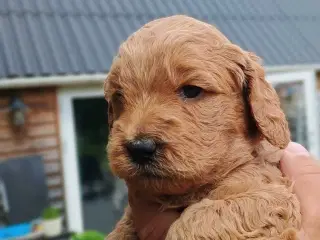 Super lækre Cockerpoo 