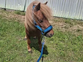 Mini pony vallak
