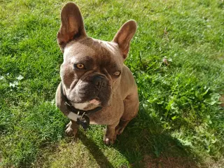 Fransk bulldog til parring. 