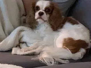 Cavalier King Charles han 3 år