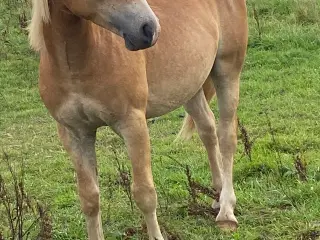 Haflinger 