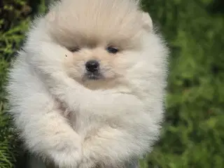 Pomeranian 