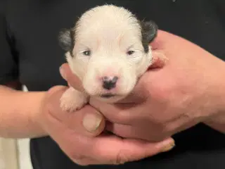 Kun 2 tæver tilbage nu! Små blandinger 