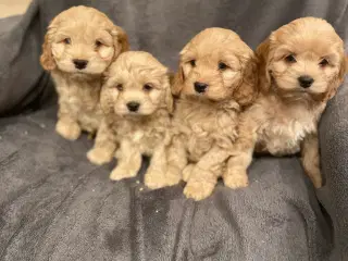 Ægte Cocker Poo