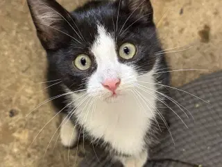 Kattekilling