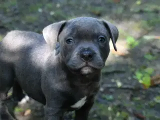 Dkk staffordshire bull terrier 