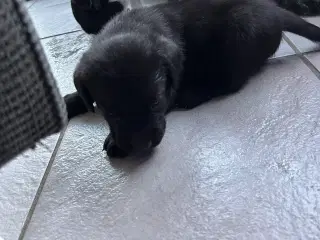 Labrador hvalp sælges