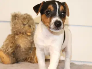 Jack Russell Terrier hvalp 