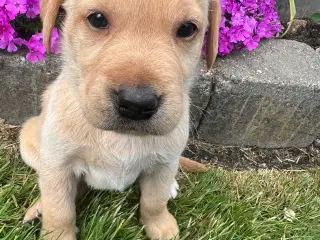 Racerene RED FOX labrador af bedste familliehunde 