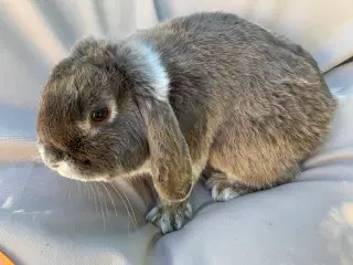 Mini lop han 1 år gammel