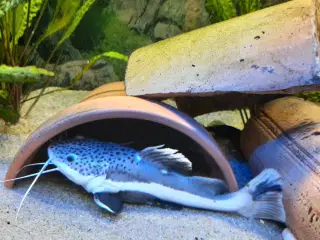 Rødhalet catfish