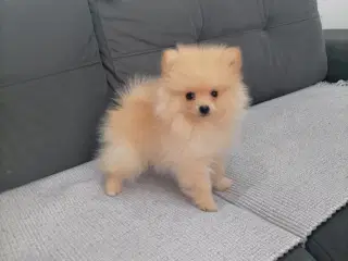 Pomeranian hvalpe 