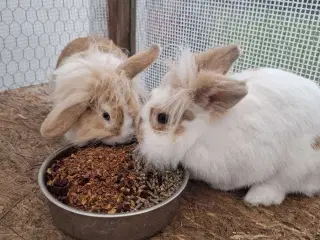 2 skønne hunkaniner