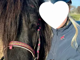 Stor shetlænder hoppe