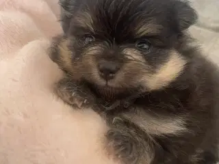 Smuk lille Pomeranian tæve 