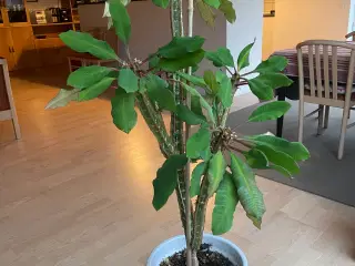 Stueplante 125 cm H sælges uden potte