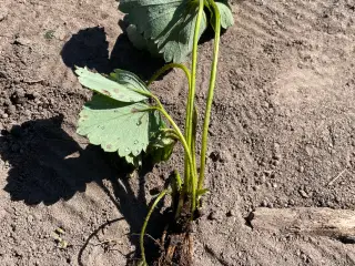 Senga Sengana jordbærplanter