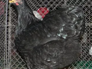 Dværg wyandotter