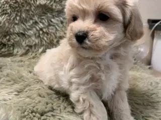 Små fine mini Maltipoo babyer er rejseklar nu .