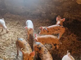 DL 70 kryds med duroc.
