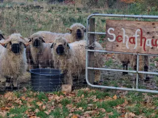 valais blacknose får sælges