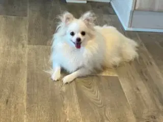 Tæve. Pomeranian /chihua